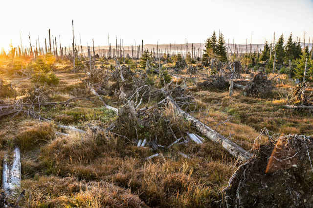 Šumava
